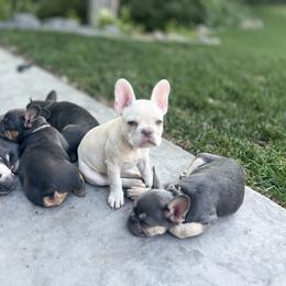 French Bulldog Puppies from Prestige French Bulldogs