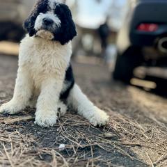 Aussiedoodle, Poodle, and Saint Berdoodle Puppies from Remington Kennels, LLC