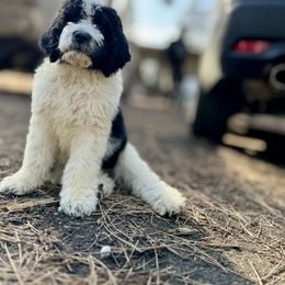 Aussiedoodle, Poodle, and Saint Berdoodle Puppies from Remington Kennels, LLC