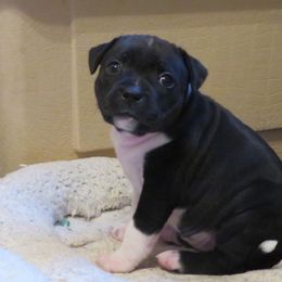 Staffordshire Bull Terrier Puppies from Moonstruck Staffords