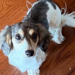Daisy Mae - Dachshund