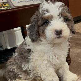Theo - Merle female Bernedoodle puppy in Los Angeles, California from Bernied00dle Love