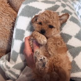 Assorted Doodle Crosses, Bordoodle, Goldendoodle, and Labradoodle Puppies from Card Family Ranch