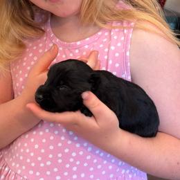 Dougan - Black male Scottish Terrier puppy in Moyie Springs, Idaho from Avonlea Terriers