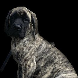 Mastiff Puppies from Eagle Pond Mastiffs