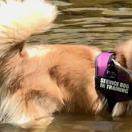 Siberian Huskies from Binski’s Huskies