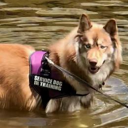 Siberian Huskies from Binski’s Huskies