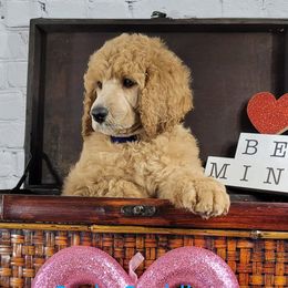 Poodles from Curly Cuddlers Kennel
