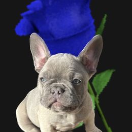 French Bulldog Puppies from Furchildbreeds