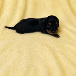 Valarie - Black and tan female Dachshund puppy in Richmond, Virginia from Paw Prints