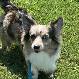 American Corgis from Montgomery Corgis