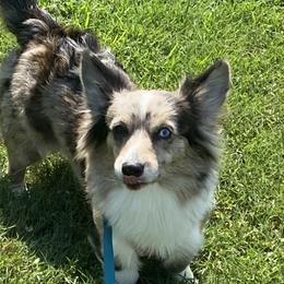 American Corgis from Montgomery Corgis