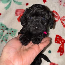 Sage - Black female Goldendoodle puppy in Greenville, South Carolina from Law Doodles of SC