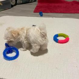 Cye - White male Morkie puppy in Taylorsville, North Carolina from Mountain Top Hot Tailz