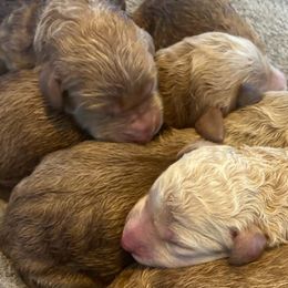 Labradoodles from JS Doodles
