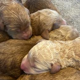 Labradoodles from JS Doodles