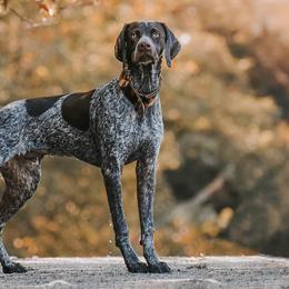 German Shorthaired Pointers from Zion Shorthairs