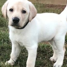 Labrador Retrievers from Southern Field Retrievers