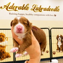 Hot Pink - Red female Australian Labradoodle puppy in Antelope, California from Adorable Labradoodle