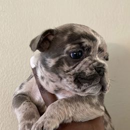 French Bulldog Puppies from Rodzina French Bulldogs