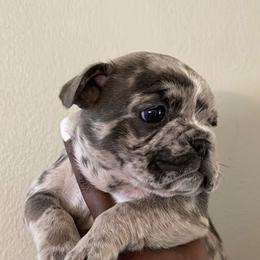 French Bulldog Puppies from Rodzina French Bulldogs