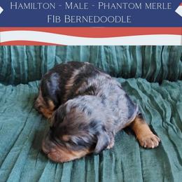 Hamilton - Merle male Bernedoodle puppy in Woodland, Georgia from Bethel Doodle Ranch