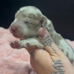 Lavender - Dapple female Dachshund puppy in Riverside, California from Keeping it mini kennels