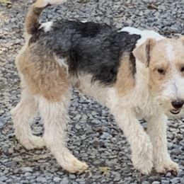 Wire Fox Terriers from BKS farm