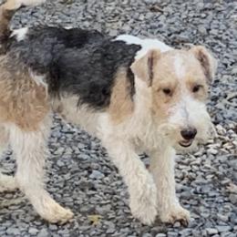 Wire Fox Terriers from BKS farm