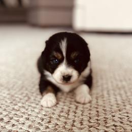 Cookie - Black tri-color female Australian Shepherd puppy in Fort Recovery, Ohio from Mud Path Australian Shepherds