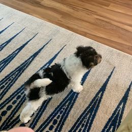 Smooth Fox Terriers and Wire Fox Terriers from Far Echo Fox Terriers