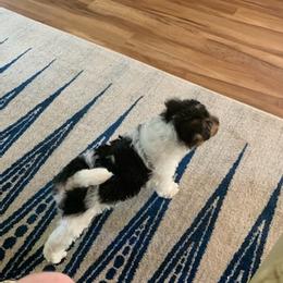 Smooth Fox Terriers and Wire Fox Terriers from Far Echo Fox Terriers
