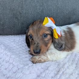 Truffles - Dapple female Dachshund puppy in Riverdale, Utah from Behive Doxies