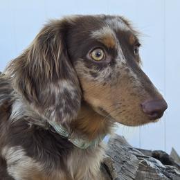 Dachshunds from Behive Doxies