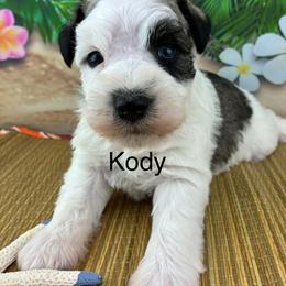 Kody - Parti male Miniature Schnauzer puppy in Sylvania, Georgia from Southern Sky Miniature Schnauzers