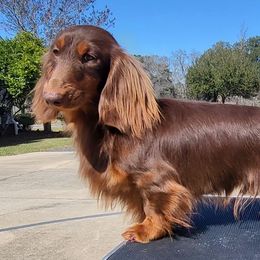 Gideon - Dachshund