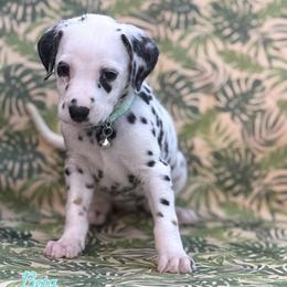 Beta- Aqua collar - White and black female Dalmatian puppy in Whitwell, Tennessee from Rock a Dalmatian “RockADal”