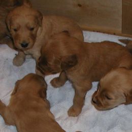 Goldendoodles from DaeShars Designer Doodles and DaeShars Mountain View Farm