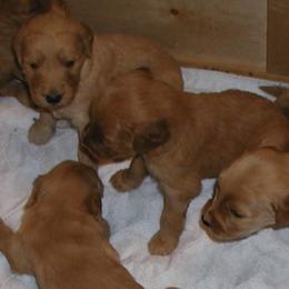 Goldendoodles from DaeShars Designer Doodles and DaeShars Mountain View Farm