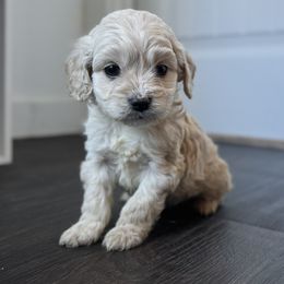 Cockapoo Puppies from East St. Poodles & Doodles