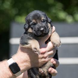 German Shepherd Puppies from Vom Haus Rabenstein