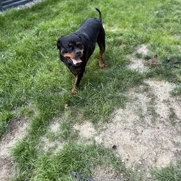 Hela - Black and mahogany female Rottweiler puppy in Denver, Colorado from Denver Rottweilers