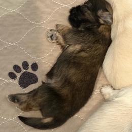 Finn - Sable and white male Shih Tzu puppy in Reddell, Louisiana from TINYSHIHTZUFURU