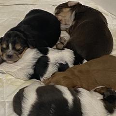 Shorkies from Faith's Sweet Shorkies