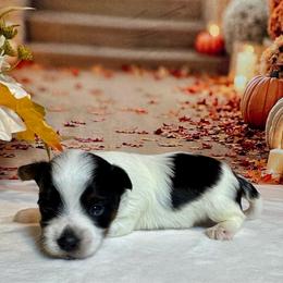 Ollie. 3900 - Black tan and white male Biewer Terrier puppy in Nicholls, Georgia from Southeast Biewers