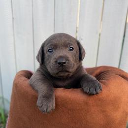 Memphis - Charcoal male Dilute Retriever puppy in Baldwin City, Kansas from Hedge Lane Labradors