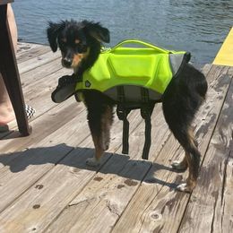 Miniature Australian Shepherd and Toy Australian Shepherd All Grown Up from Rolling Ridge Farms