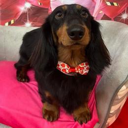 Omen - Black and tan female Dachshund puppy in Tallahassee, Florida from EntityDachs
