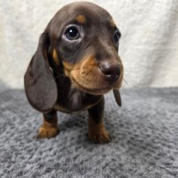 Kiwi - Chocolate and tan male Dachshund puppy in Dade City, Florida from Kingpindoxies
