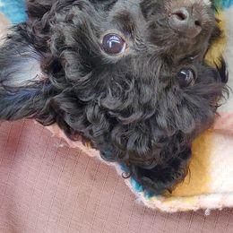 Poodle Puppies from Joanies Poodles